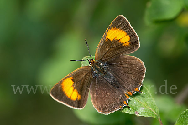 Nierenfleck-Zipfelfalter (Thecla betulae)