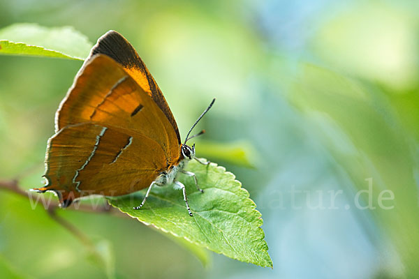 Nierenfleck-Zipfelfalter (Thecla betulae)