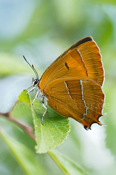 Nierenfleck-Zipfelfalter (Thecla betulae)