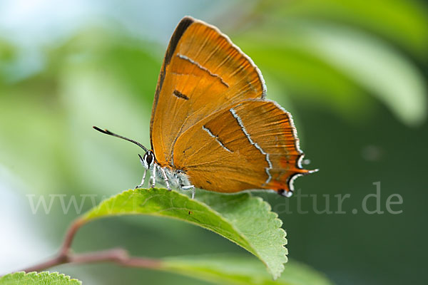 Nierenfleck-Zipfelfalter (Thecla betulae)