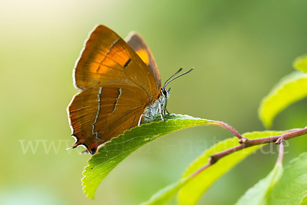 Nierenfleck-Zipfelfalter (Thecla betulae)