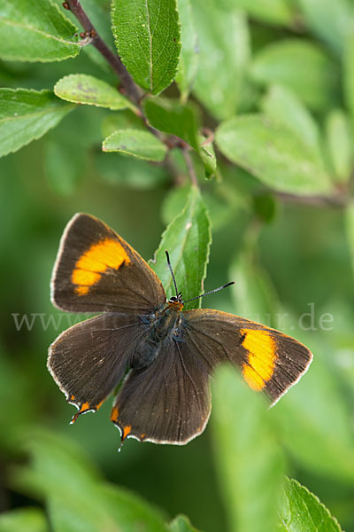 Nierenfleck-Zipfelfalter (Thecla betulae)