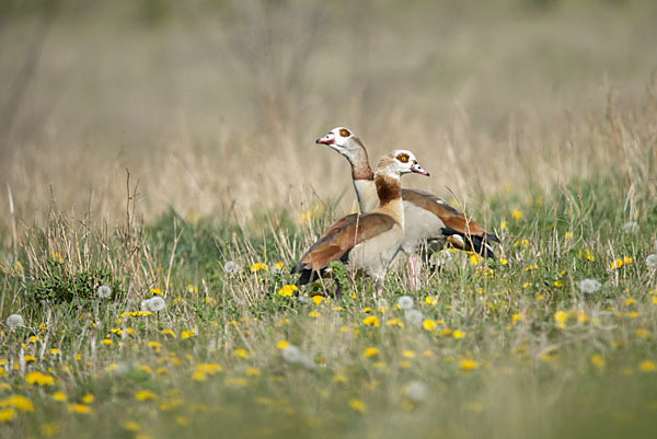 Nilgans (Alopochen aegyptiacus)