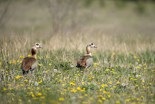 Nilgans (Alopochen aegyptiacus)