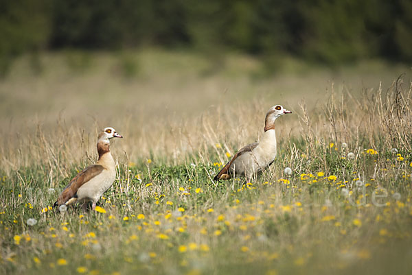 Nilgans (Alopochen aegyptiacus)