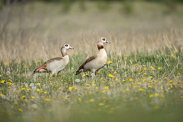 Nilgans (Alopochen aegyptiacus)