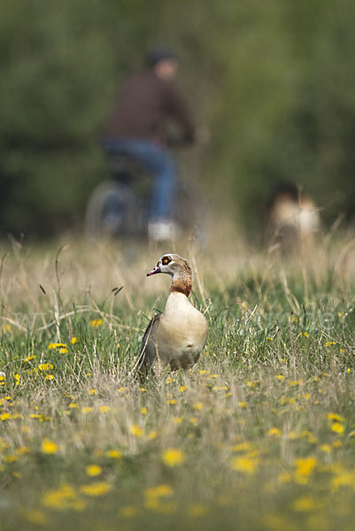 Nilgans (Alopochen aegyptiacus)