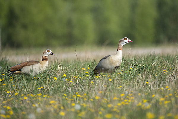 Nilgans (Alopochen aegyptiacus)