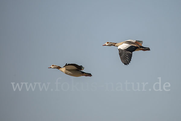 Nilgans (Alopochen aegyptiacus)