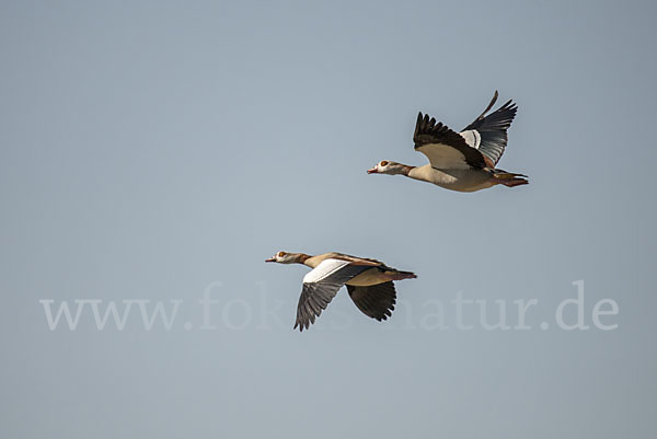 Nilgans (Alopochen aegyptiacus)