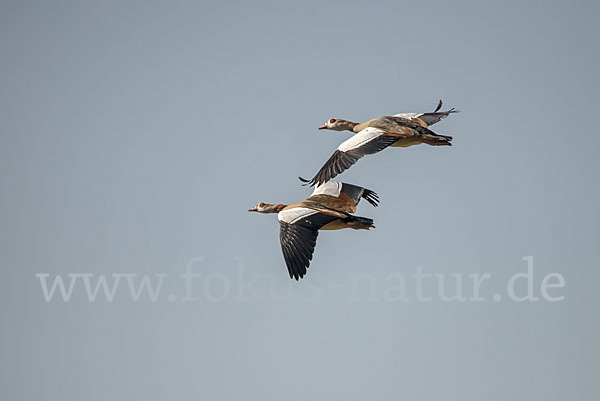 Nilgans (Alopochen aegyptiacus)