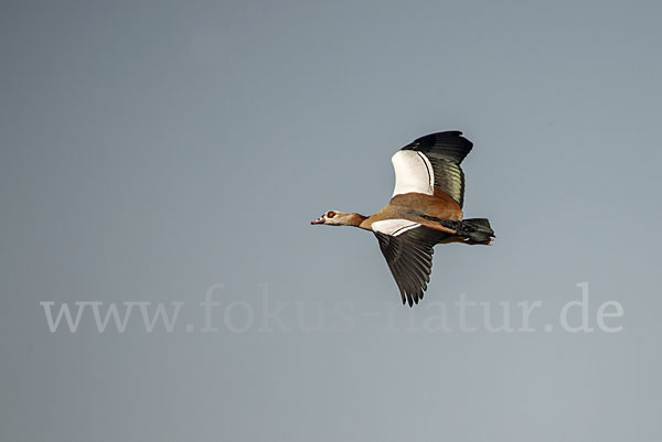 Nilgans (Alopochen aegyptiacus)