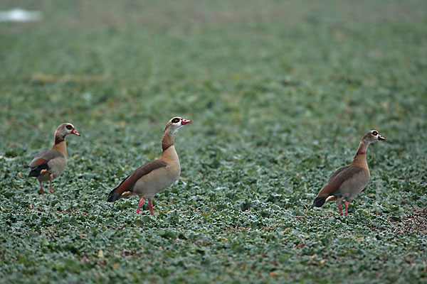 Nilgans (Alopochen aegyptiacus)