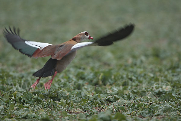 Nilgans (Alopochen aegyptiacus)