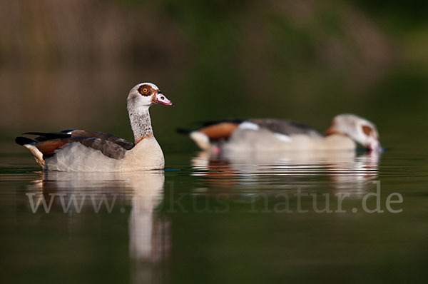 Nilgans (Alopochen aegyptiacus)