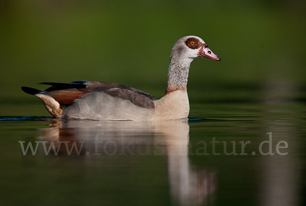 Nilgans (Alopochen aegyptiacus)