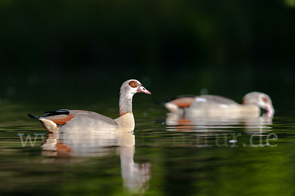 Nilgans (Alopochen aegyptiacus)