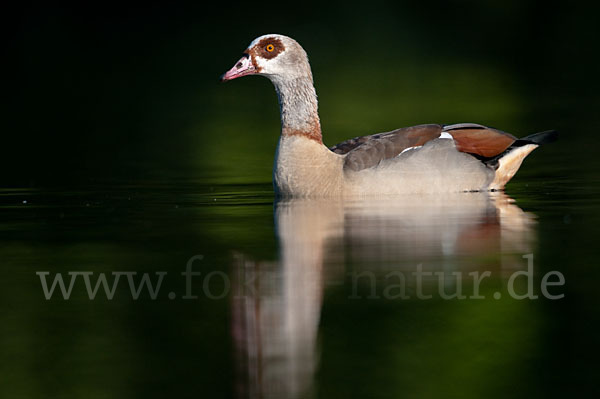 Nilgans (Alopochen aegyptiacus)