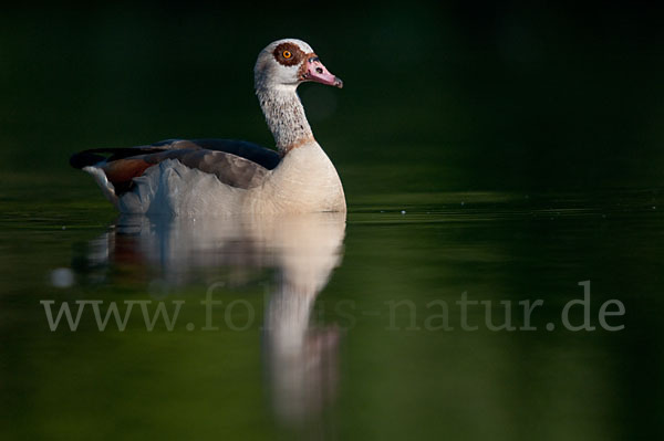 Nilgans (Alopochen aegyptiacus)