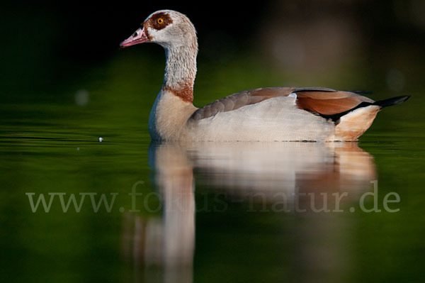 Nilgans (Alopochen aegyptiacus)