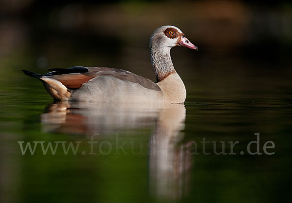 Nilgans (Alopochen aegyptiacus)