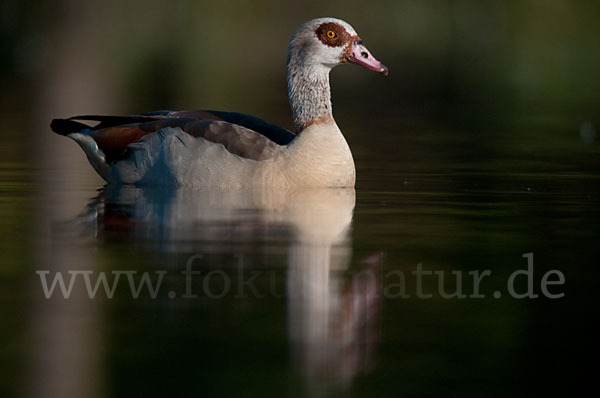 Nilgans (Alopochen aegyptiacus)