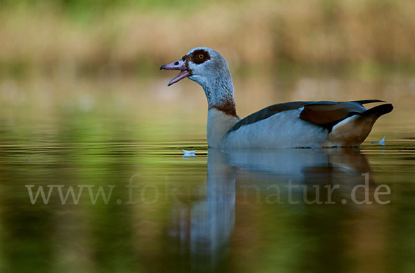 Nilgans (Alopochen aegyptiacus)