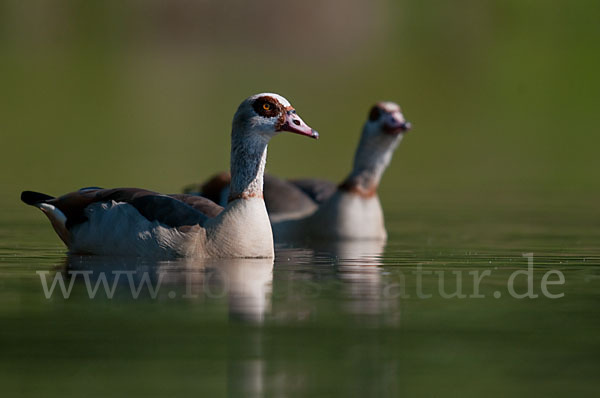 Nilgans (Alopochen aegyptiacus)