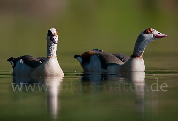 Nilgans (Alopochen aegyptiacus)