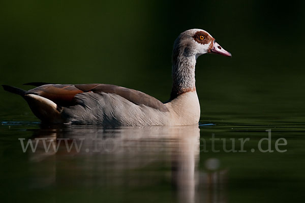 Nilgans (Alopochen aegyptiacus)