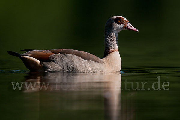 Nilgans (Alopochen aegyptiacus)