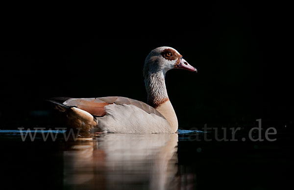 Nilgans (Alopochen aegyptiacus)