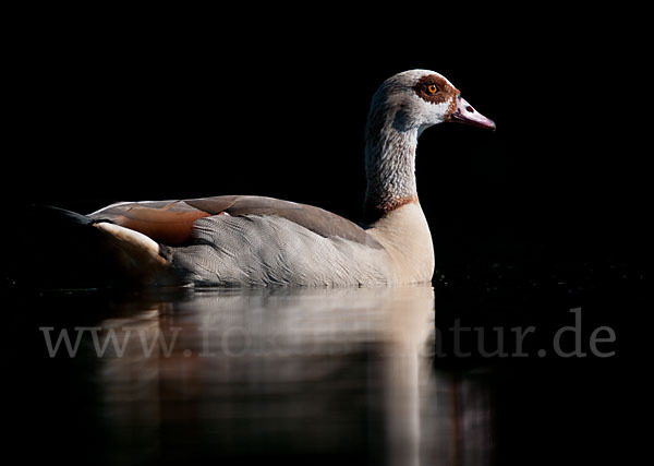 Nilgans (Alopochen aegyptiacus)