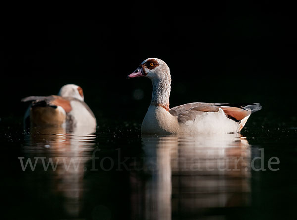 Nilgans (Alopochen aegyptiacus)