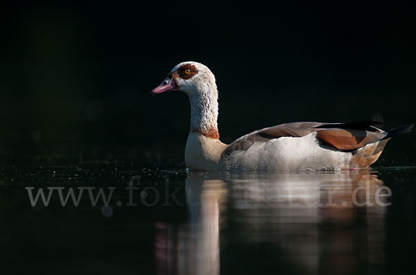 Nilgans (Alopochen aegyptiacus)