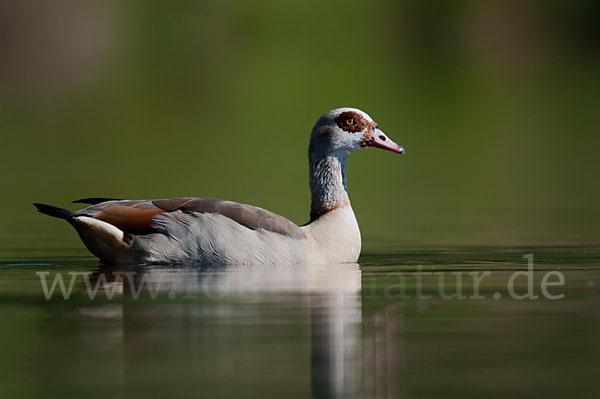 Nilgans (Alopochen aegyptiacus)