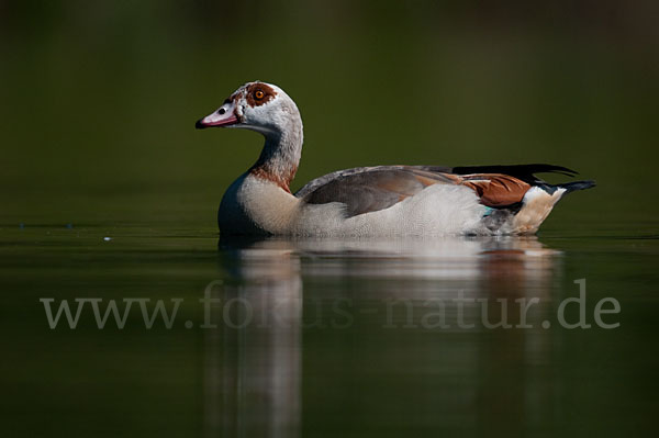 Nilgans (Alopochen aegyptiacus)