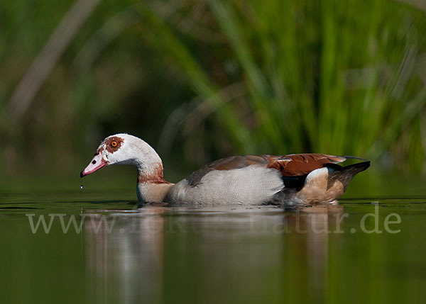 Nilgans (Alopochen aegyptiacus)