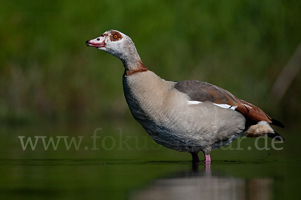 Nilgans (Alopochen aegyptiacus)