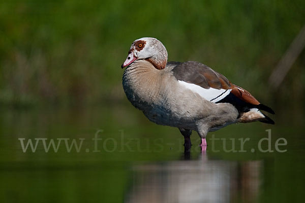 Nilgans (Alopochen aegyptiacus)