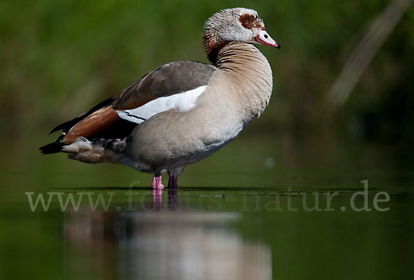 Nilgans (Alopochen aegyptiacus)