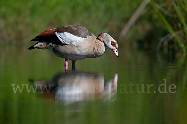 Nilgans (Alopochen aegyptiacus)