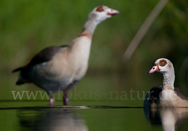 Nilgans (Alopochen aegyptiacus)