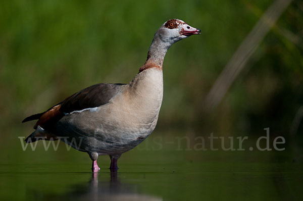 Nilgans (Alopochen aegyptiacus)