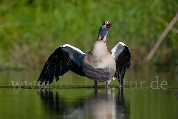 Nilgans (Alopochen aegyptiacus)