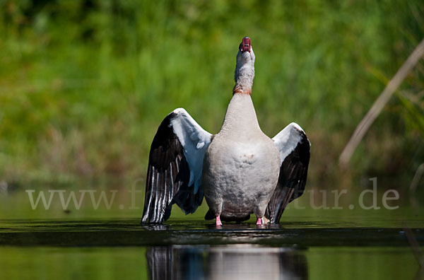 Nilgans (Alopochen aegyptiacus)