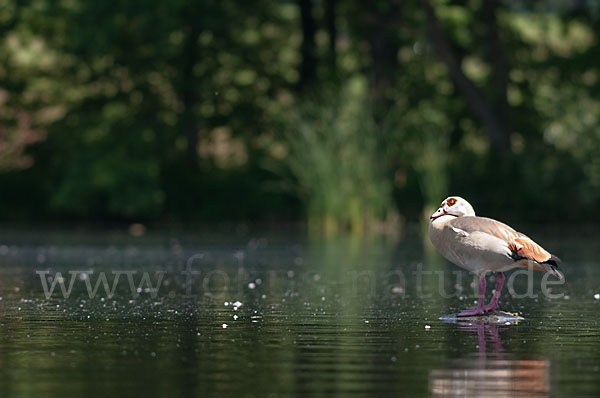 Nilgans (Alopochen aegyptiacus)