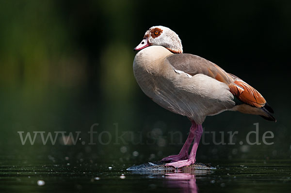 Nilgans (Alopochen aegyptiacus)