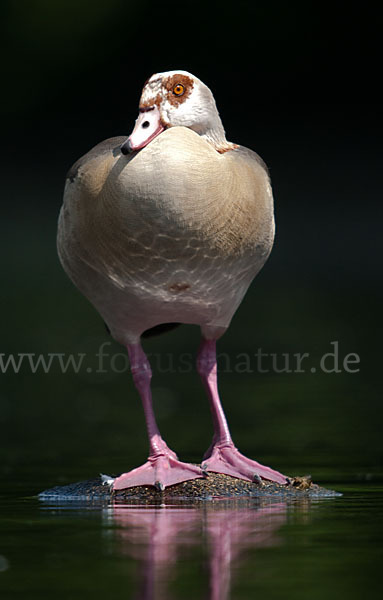 Nilgans (Alopochen aegyptiacus)