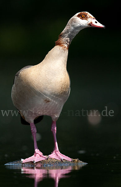 Nilgans (Alopochen aegyptiacus)